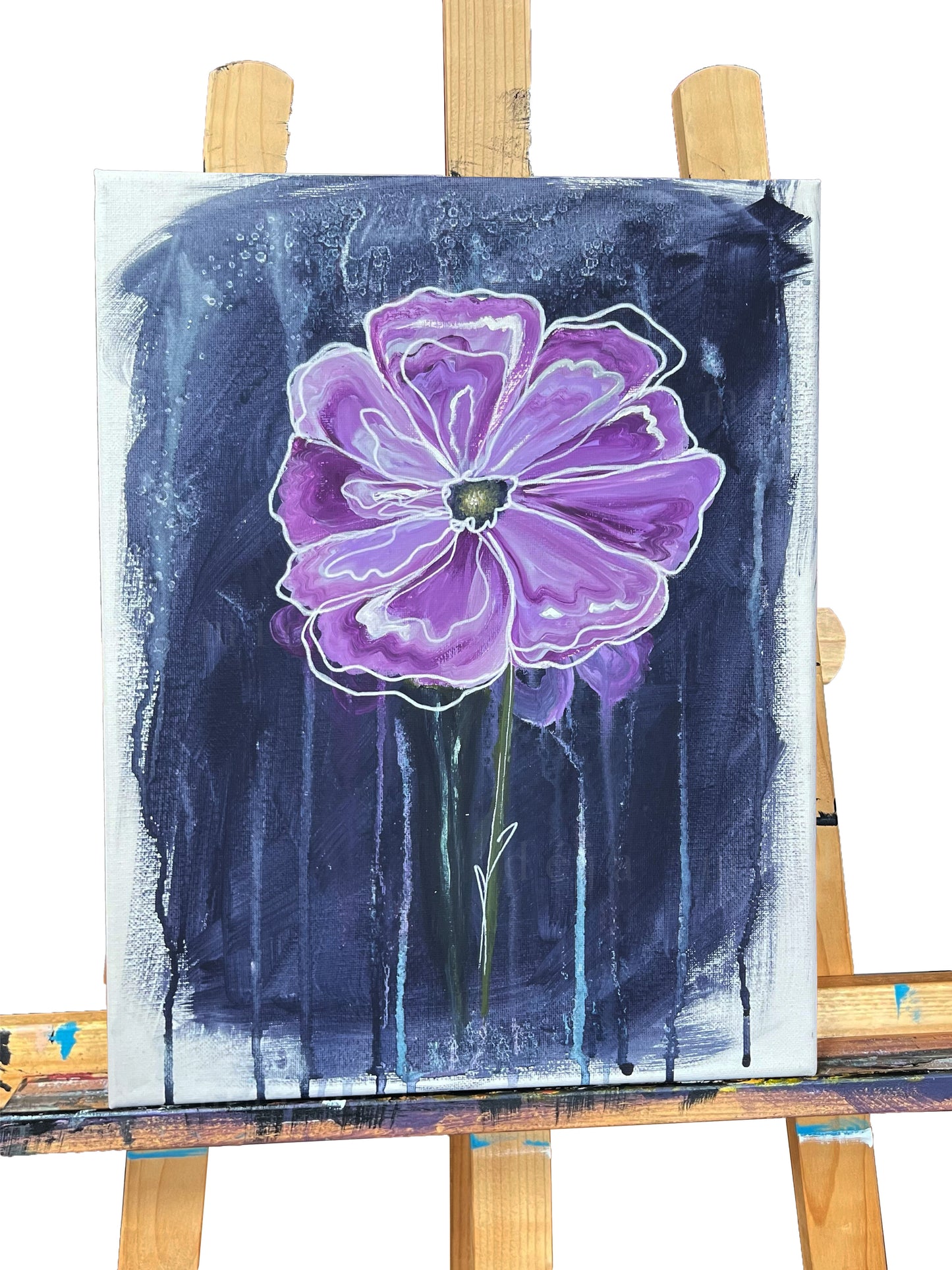 Purple Cosmos